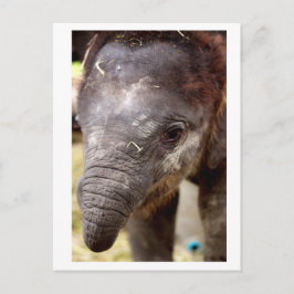 Postal Baby Asian Elephant_03