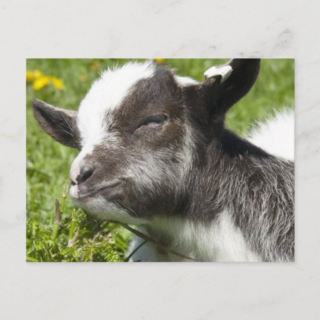 Postal Baby Bagot Goat | Raras (Anverso)