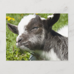 Postal Baby Bagot Goat Raza rara