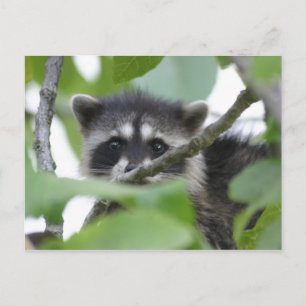 Postal ¡Baby Bandit!