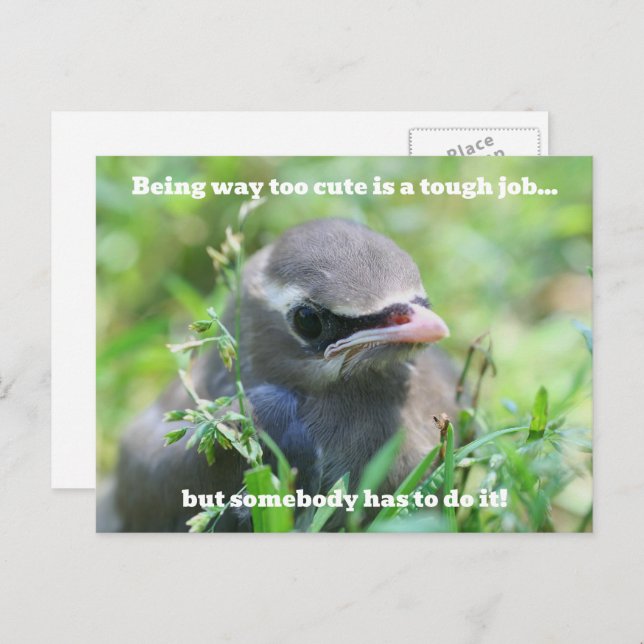 Postal Baby Bird Too Cute Humorous  (Anverso / Reverso)