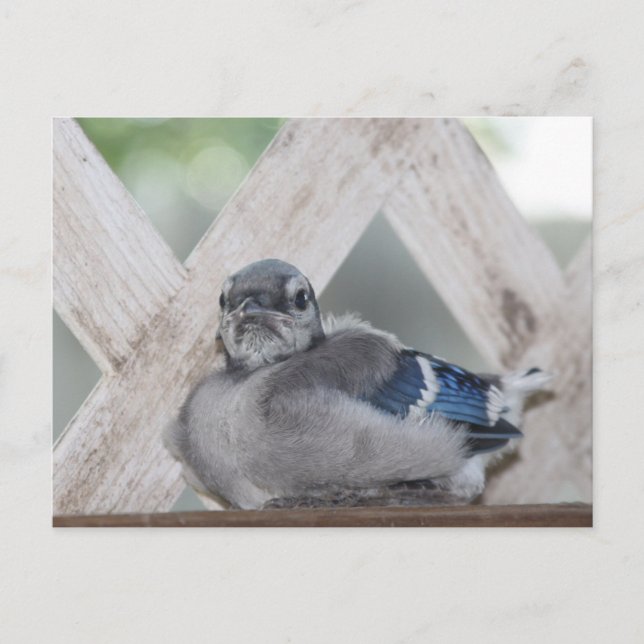 Postal Baby Blue Jay (Anverso)