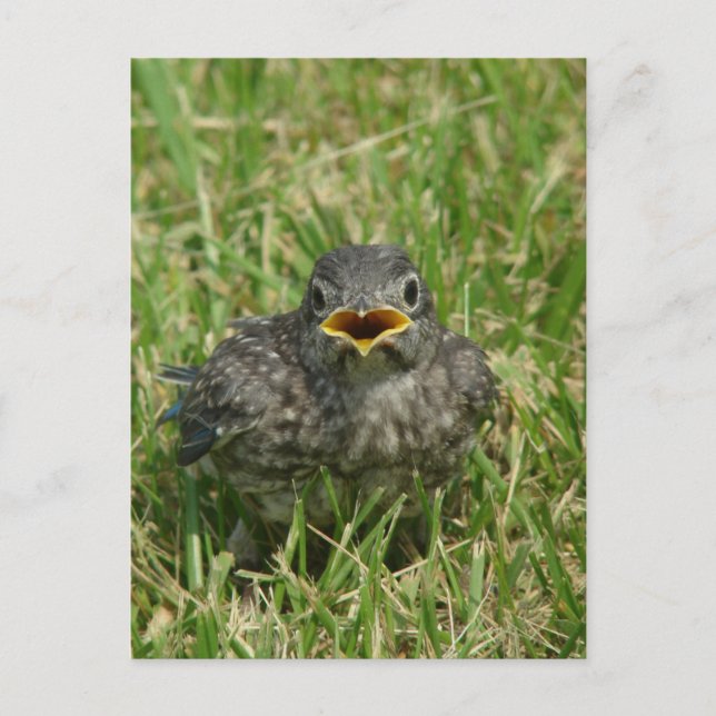 Postal Baby Bluebird (Anverso)