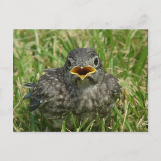 Postal Baby Bluebird (Anverso)