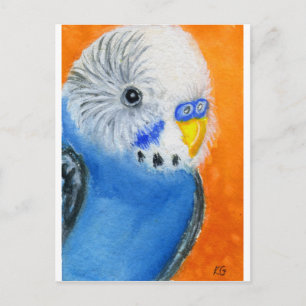 Postal Baby Budgie