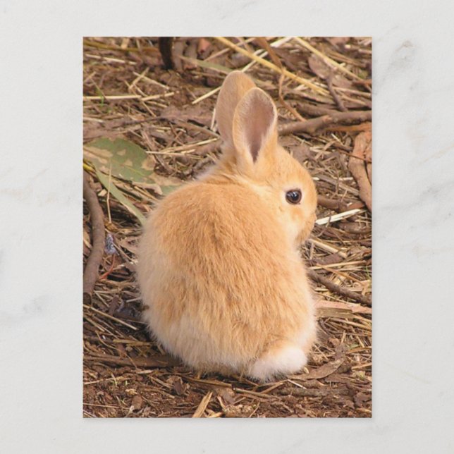 Postal Baby Bunny (Anverso)