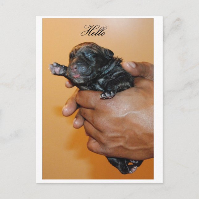 Postal Baby Cane Corso II (Anverso)