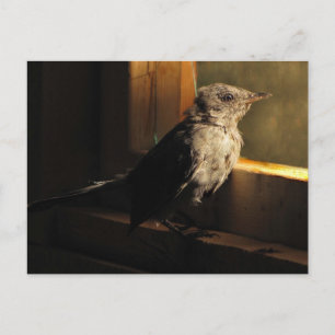Postal Baby Catbird