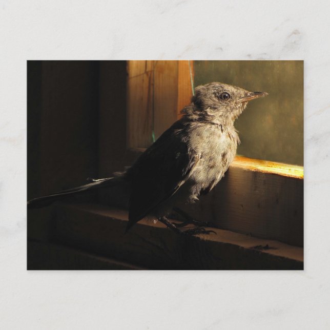 Postal Baby Catbird (Anverso)