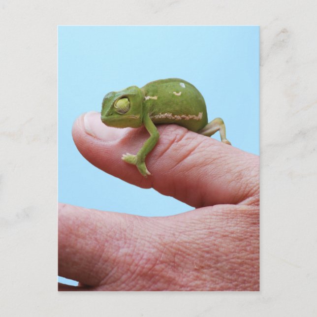 Postal Baby chameleon perspective (Anverso)