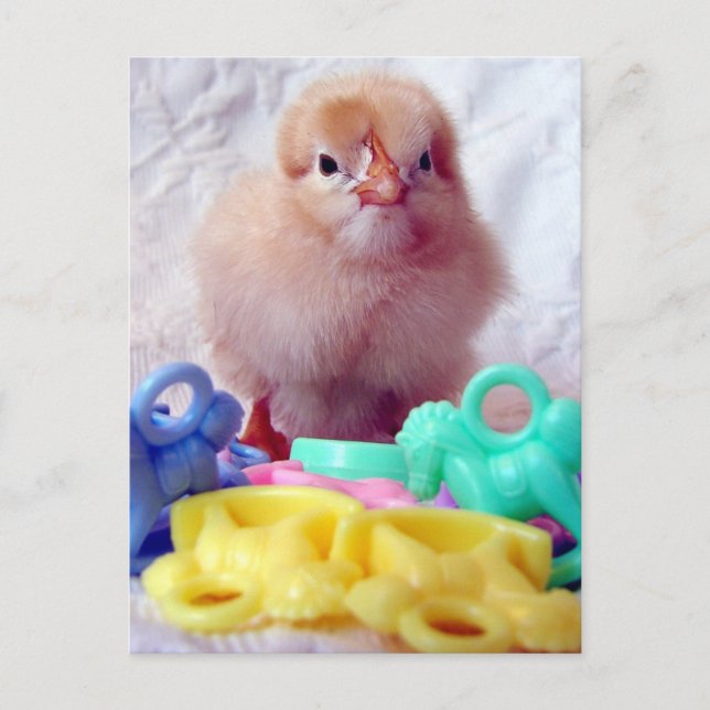 Postal Baby Chick (Anverso)