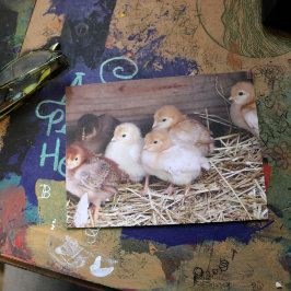 Postal Baby Chickens fotografía de una granja de chicas l