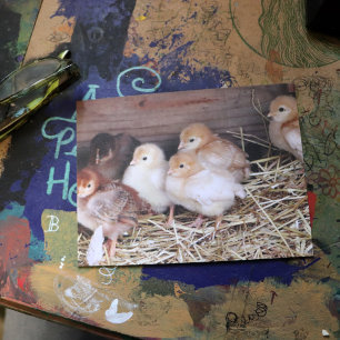 Postal Baby Chickens fotografía de una granja de chicas l