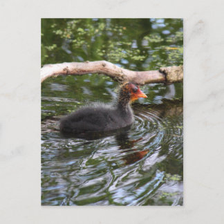 Postal Baby Coot