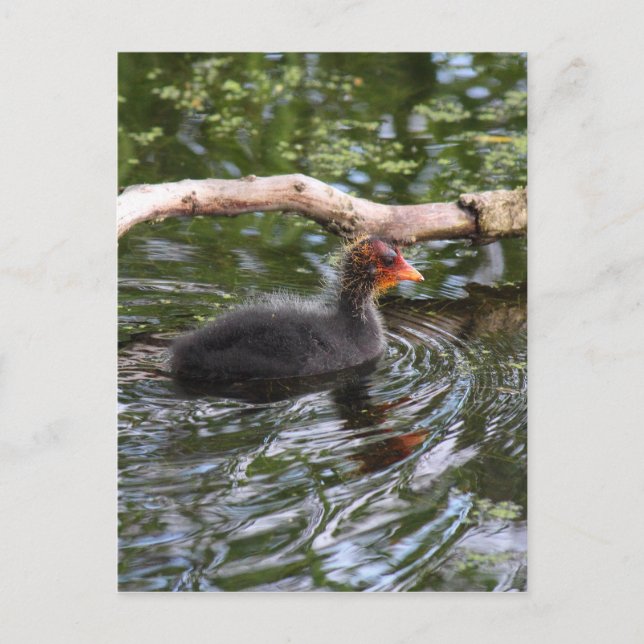 Postal Baby Coot (Anverso)