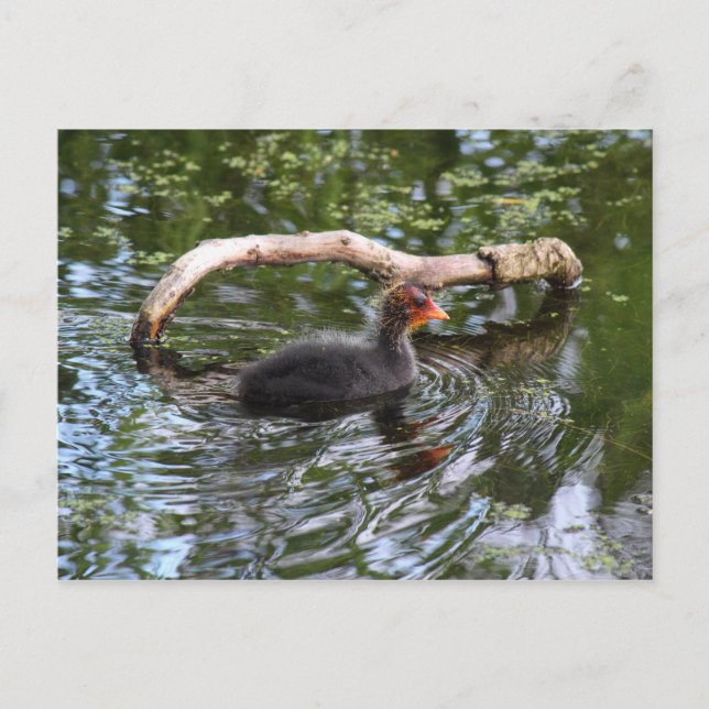 Postal Baby Coot (Anverso)