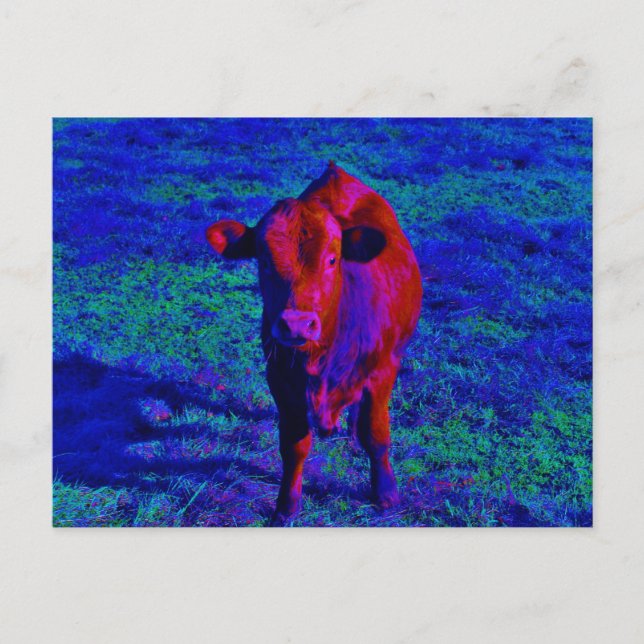 Postal Baby Cow Purple grass (Anverso)