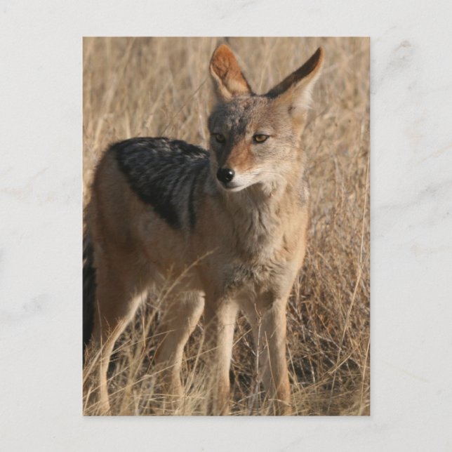 Postal Baby Coyotes (Anverso)