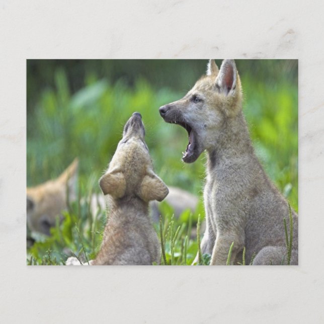 Postal Baby Coyotes (Anverso)