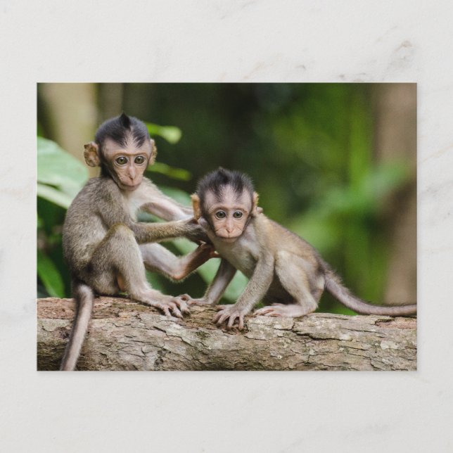 Postal Baby Crab-Eating Macaques Playing on a Branch (Anverso)