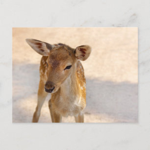 Postal Baby Deer