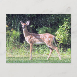 Postal Baby Deer Postcard
