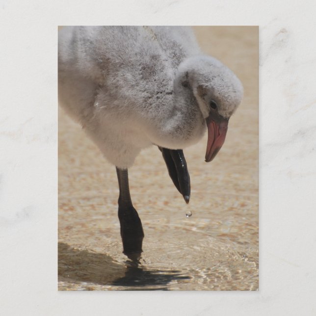 Postal Baby Flamingo (Anverso)