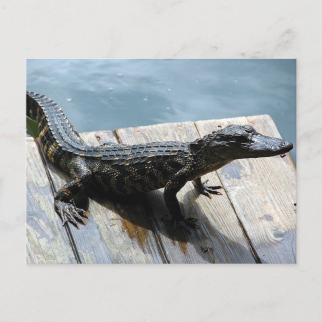 Postal Baby Gator (Anverso)