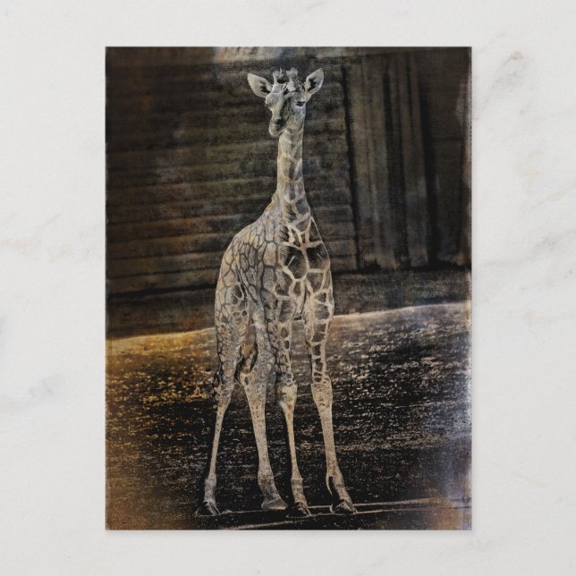 Postal Baby Giraffe (Anverso)