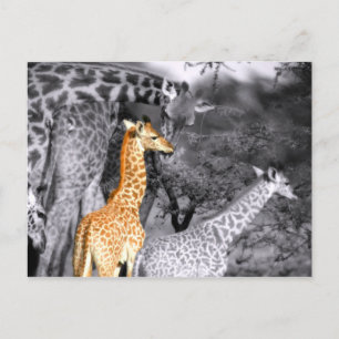 Postal Baby Giraffe