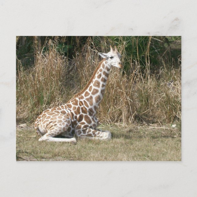 Postal Baby Giraffe (Anverso)