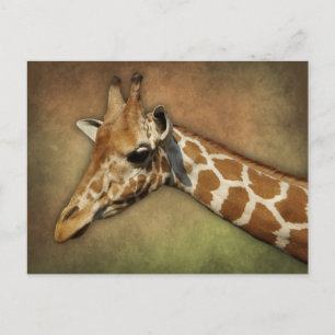 Postal Baby Giraffe