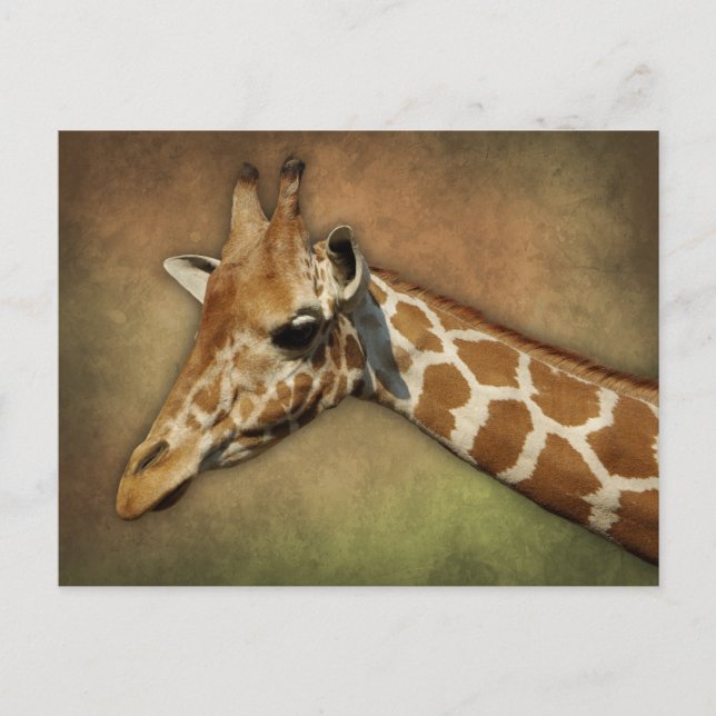 Postal Baby Giraffe (Anverso)