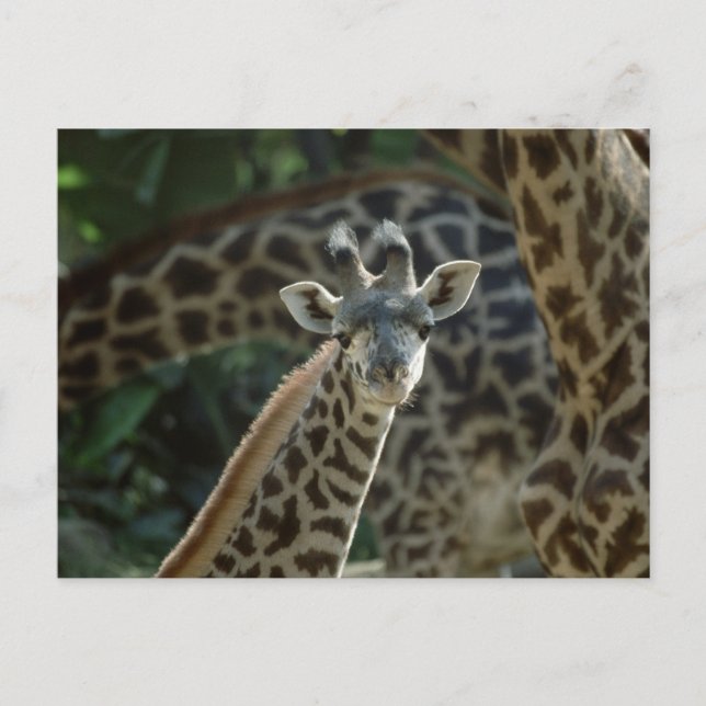 Postal Baby Giraffe (Anverso)