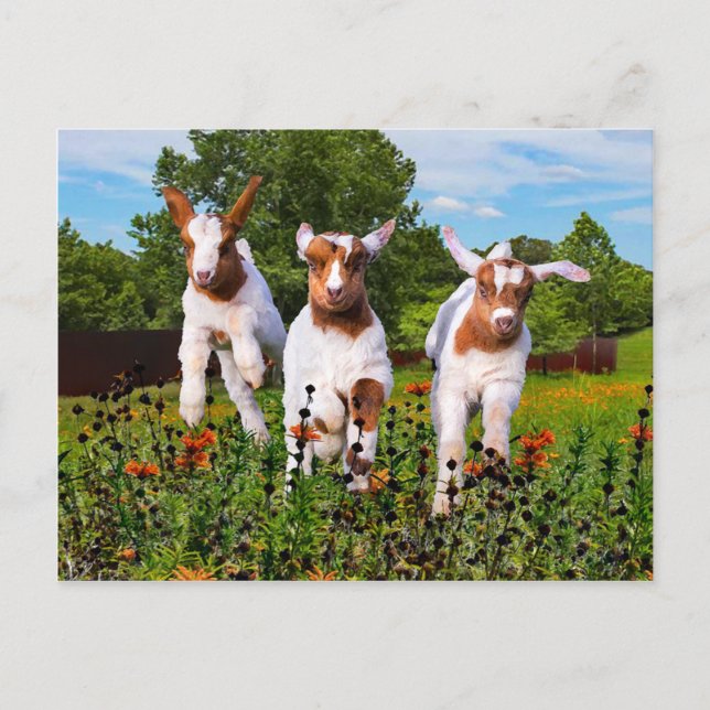 Postal "Baby Goats" (Anverso)