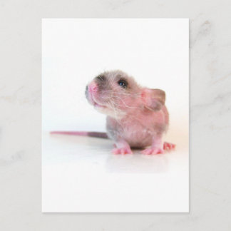 Postal Baby Gobi Rat