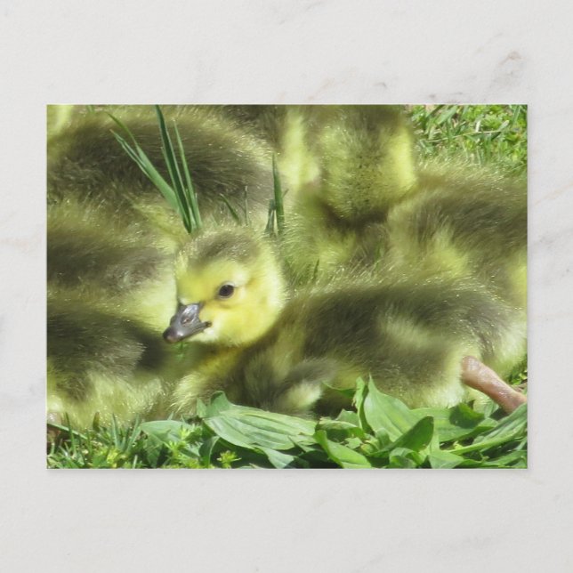Postal Baby Goose (Anverso)