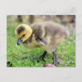 Postal Baby Goose