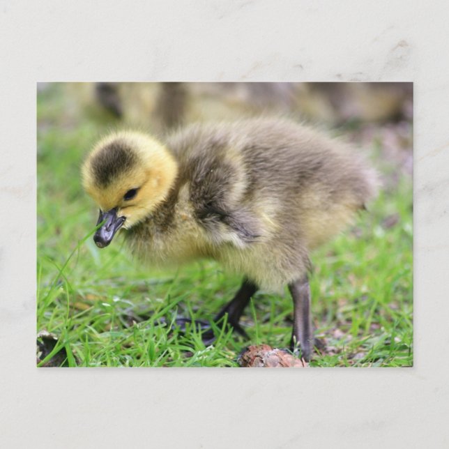 Postal Baby Goose (Anverso)