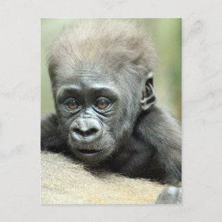 POSTAL BABY GORILLA RELAXING