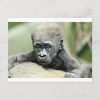 POSTAL BABY GORILLA RELAXING