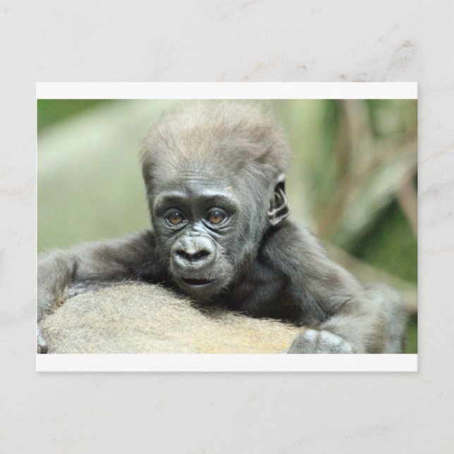 POSTAL BABY GORILLA RELAXING (Anverso)