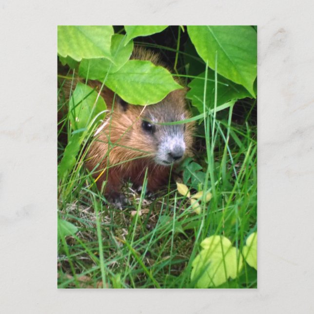 Postal Baby Groundhog Petite Marmotte Hull Quebec Canadá (Anverso)