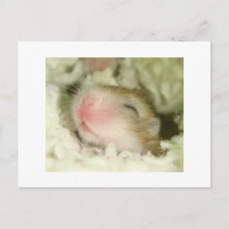 Postal Baby Hamster