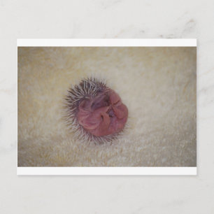 Postal Baby Hedgehog