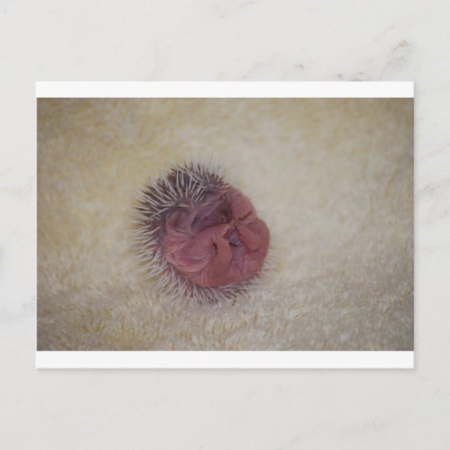 Postal Baby Hedgehog (Anverso)