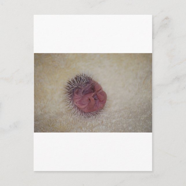Postal Baby Hedgehog (Anverso)