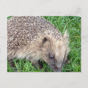 Postal Baby Hedgehog