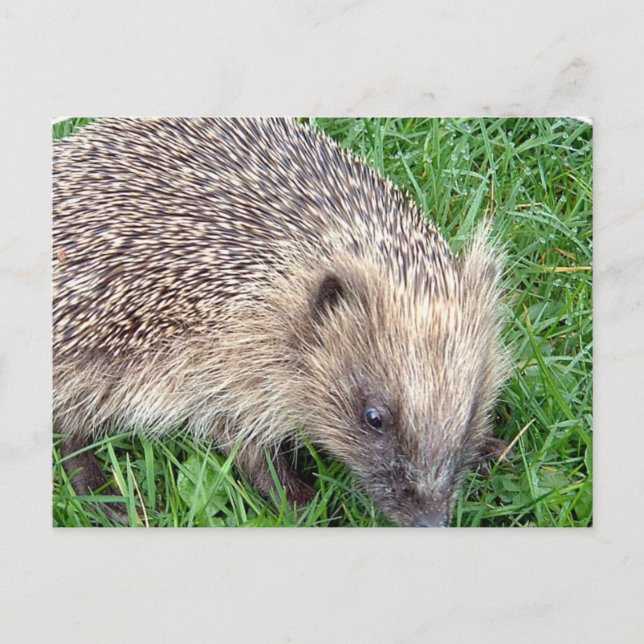 Postal Baby Hedgehog (Anverso)