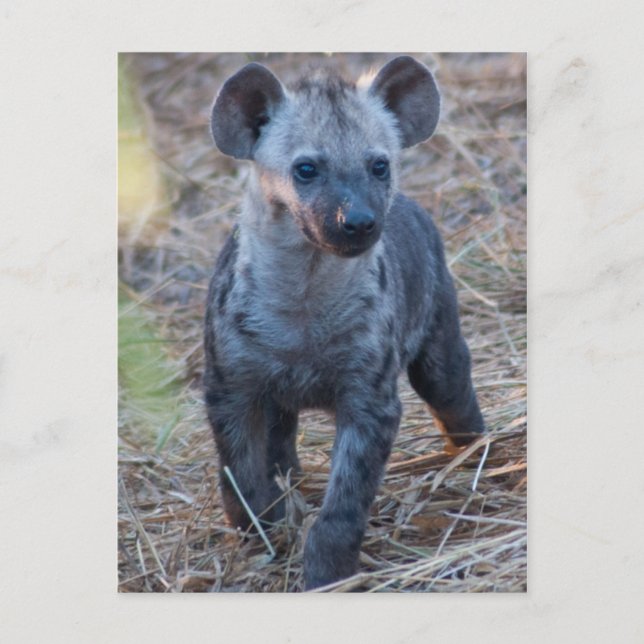 Postal Baby Hyena (Anverso)
